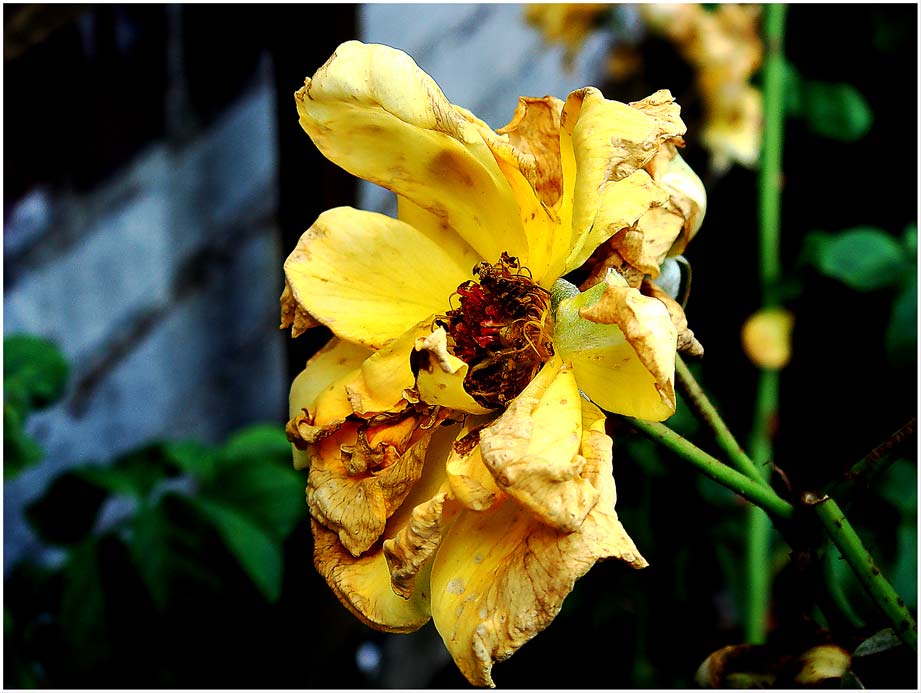 Es wird wieder Herbst - Verwelkte Rose