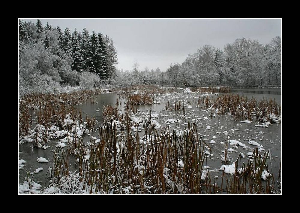 Es wird Winter an den Teichen (3)