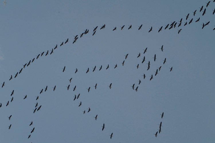 Es wird Winter, die Kraniche fliegen wieder