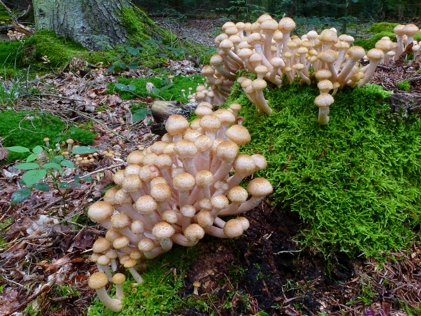 Es wird wirklich Herbst - Hallimasch