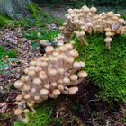 Es wird wirklich Herbst - Hallimasch