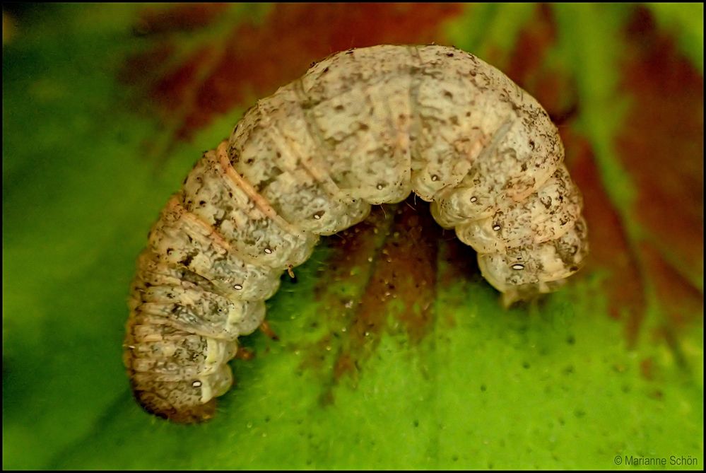 Es wird wohl eine....Gelbe Bandeule...Noctua fimbriata... 