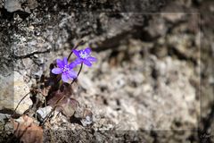 Es wird wohl Frühling...