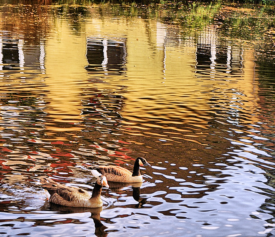 Es wohnt sich gut am/im Seepark