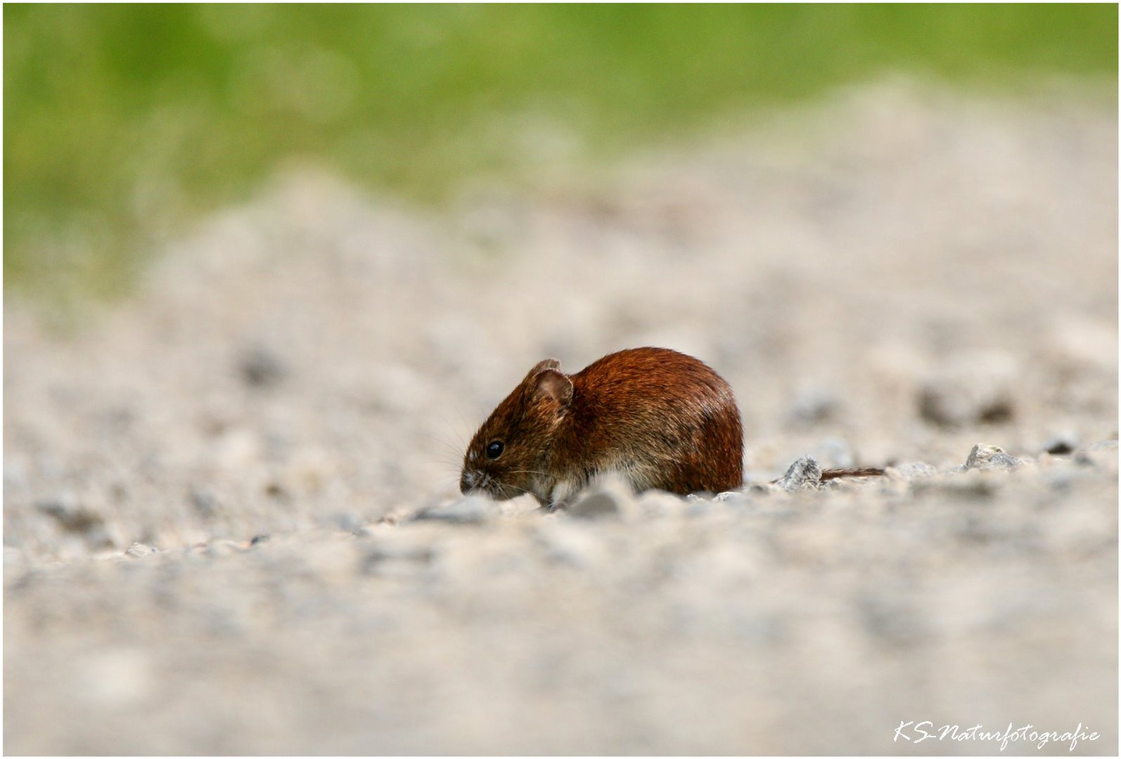 Es wühlte die Maus im Kieselsand ... 