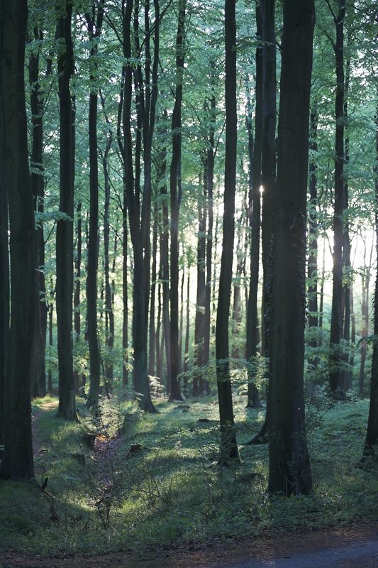 Es wurde Licht im dunklen Wald