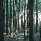 Es wurde Licht im dunklen Wald