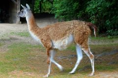 Es zieht ihn in den Stall (Guanako im Neuwieder Zoo)