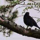 Es zwitschert die Amsel Frühlingslieder.....