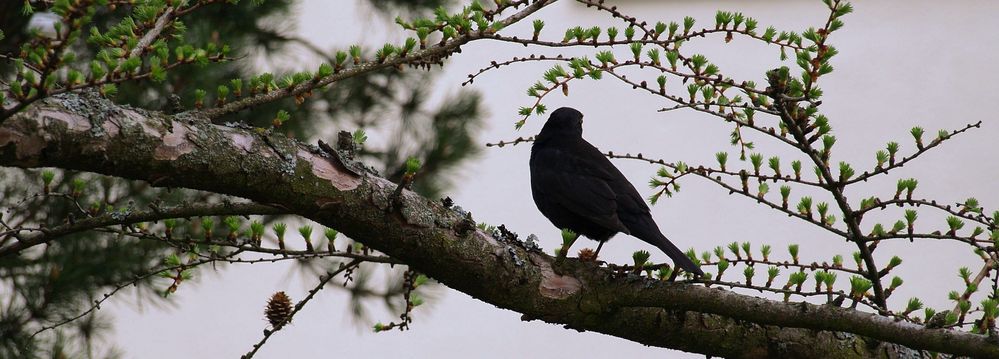 Es zwitschert die Amsel Frühlingslieder.....