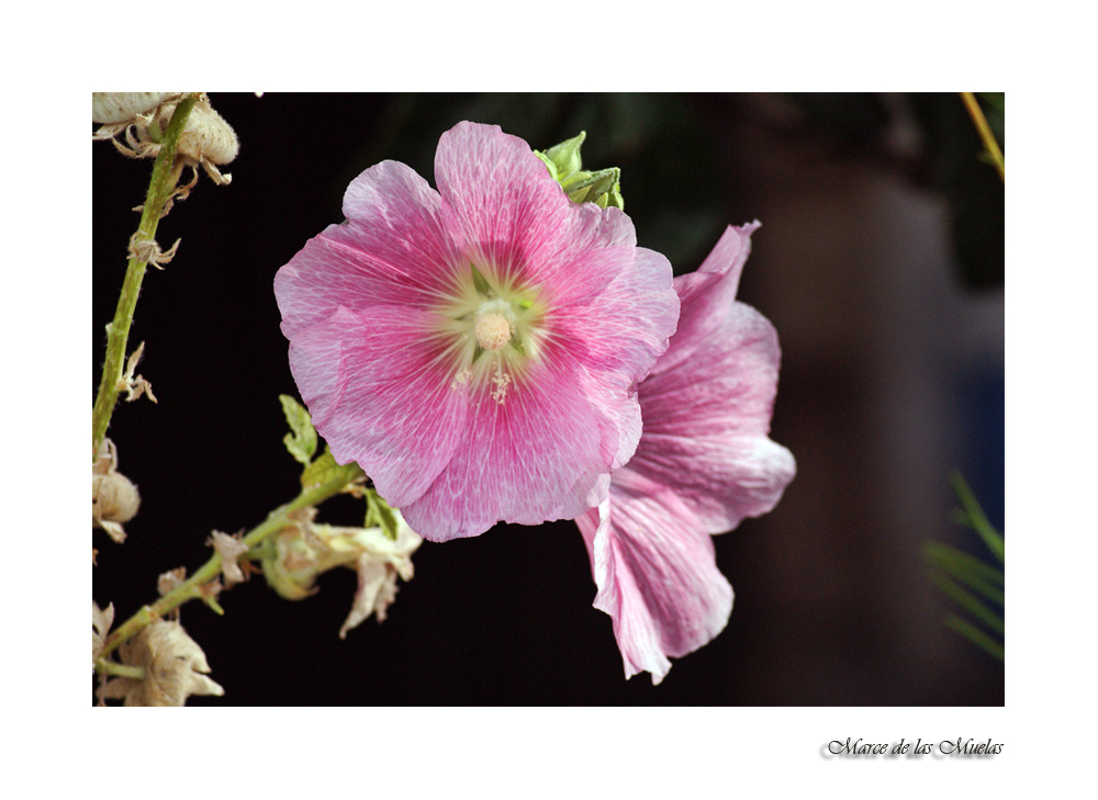 ...esa extraña flor...