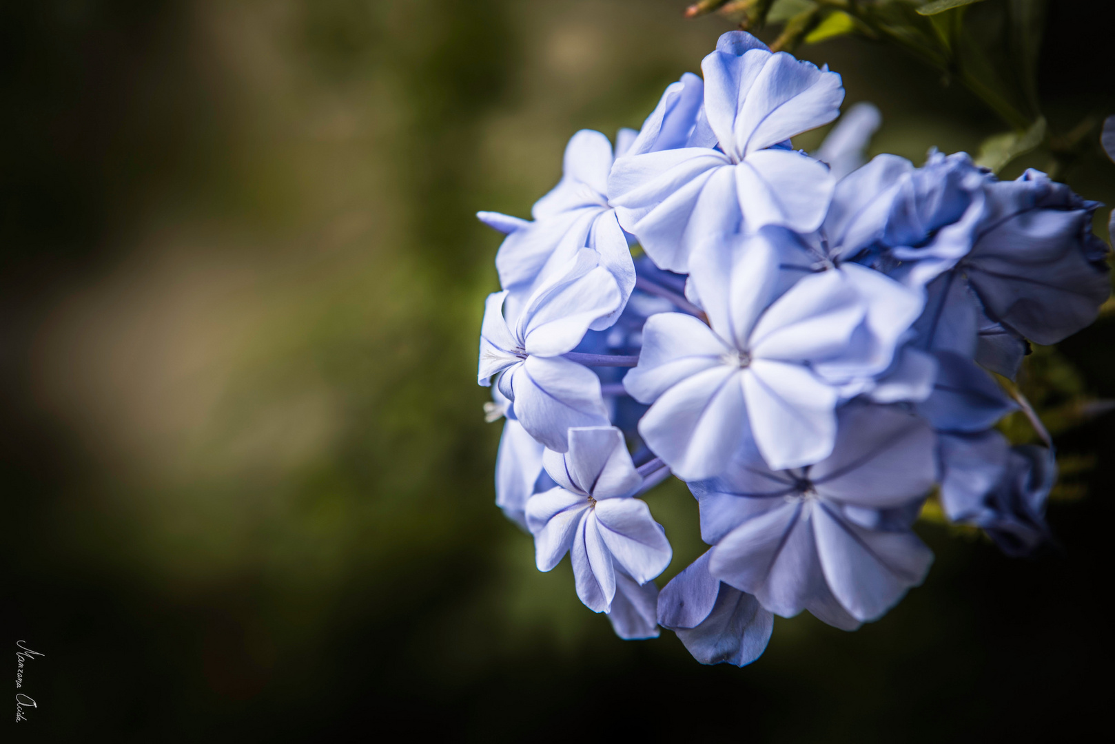 Esas Flores Azules...