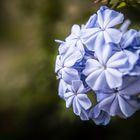 Esas Flores Azules...