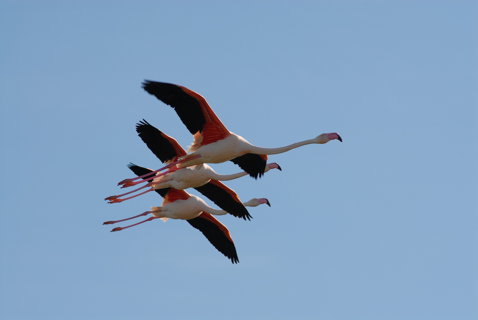 Escadrille de Flamants rose