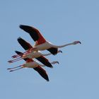 Escadrille de Flamants rose