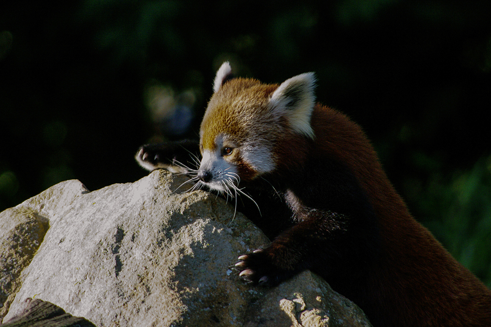 Escalade (Ailurus fulgens, petit panda roux)