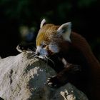 Escalade (Ailurus fulgens, petit panda roux)