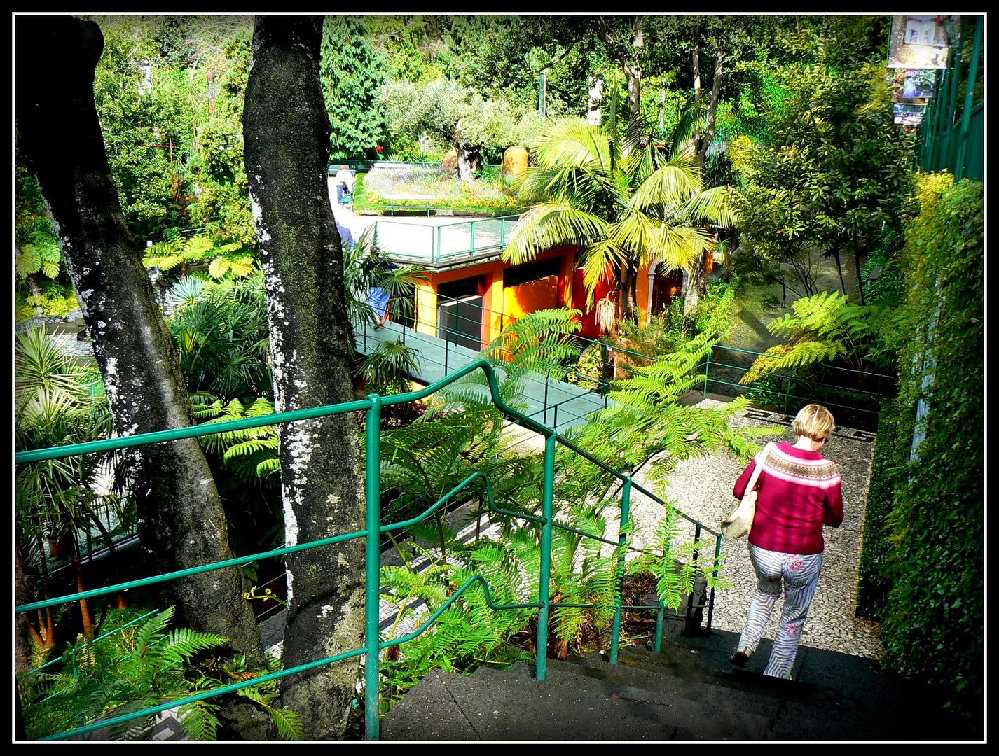 Escale -Île de MADERE  Jardin .