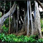 Escale -Île de TENERIFE