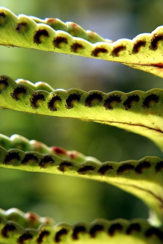 Escalera en verde