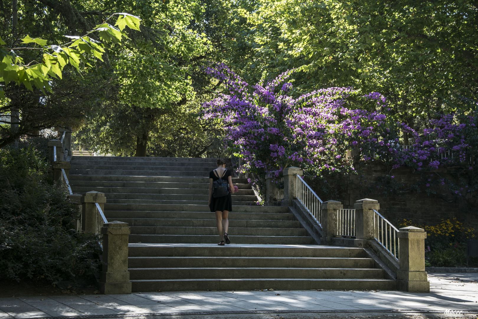 Escalinata con la bugambilia que florece cada año