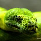 escamosa verde