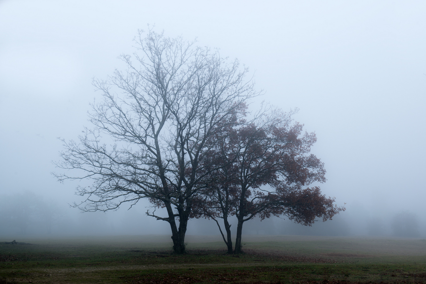 Escapade dans la brume