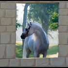 Escape Ibn Navarrone in window