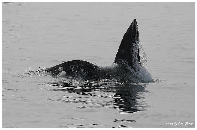 escape....humpback fishing