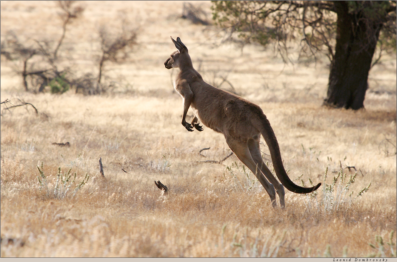 Escaping kangaroo