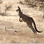 Escaping kangaroo