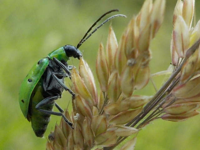 Escarabajo