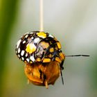 Escarabajo Amarillo