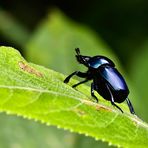 Escarabajo azul plateado...Brasil