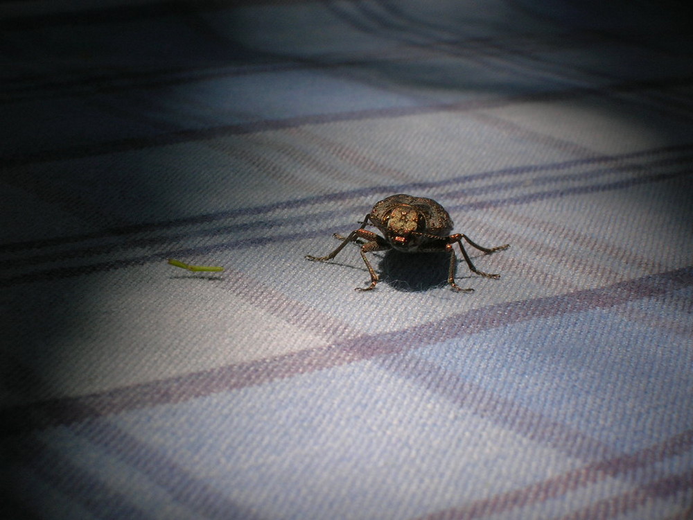 Escarabajo en la mesa