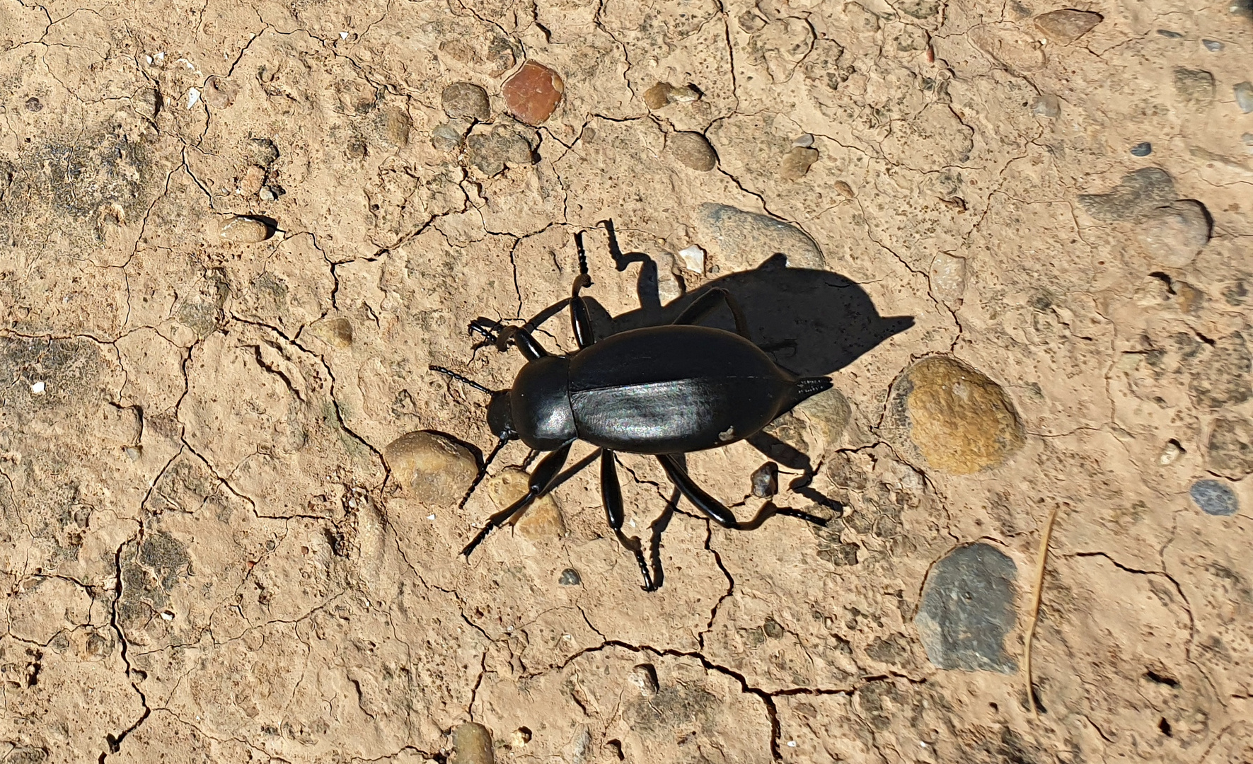 Escarabajo nauseabundo - (Blaps mucronata).