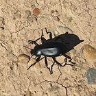 Escarabajo nauseabundo - (Blaps mucronata).