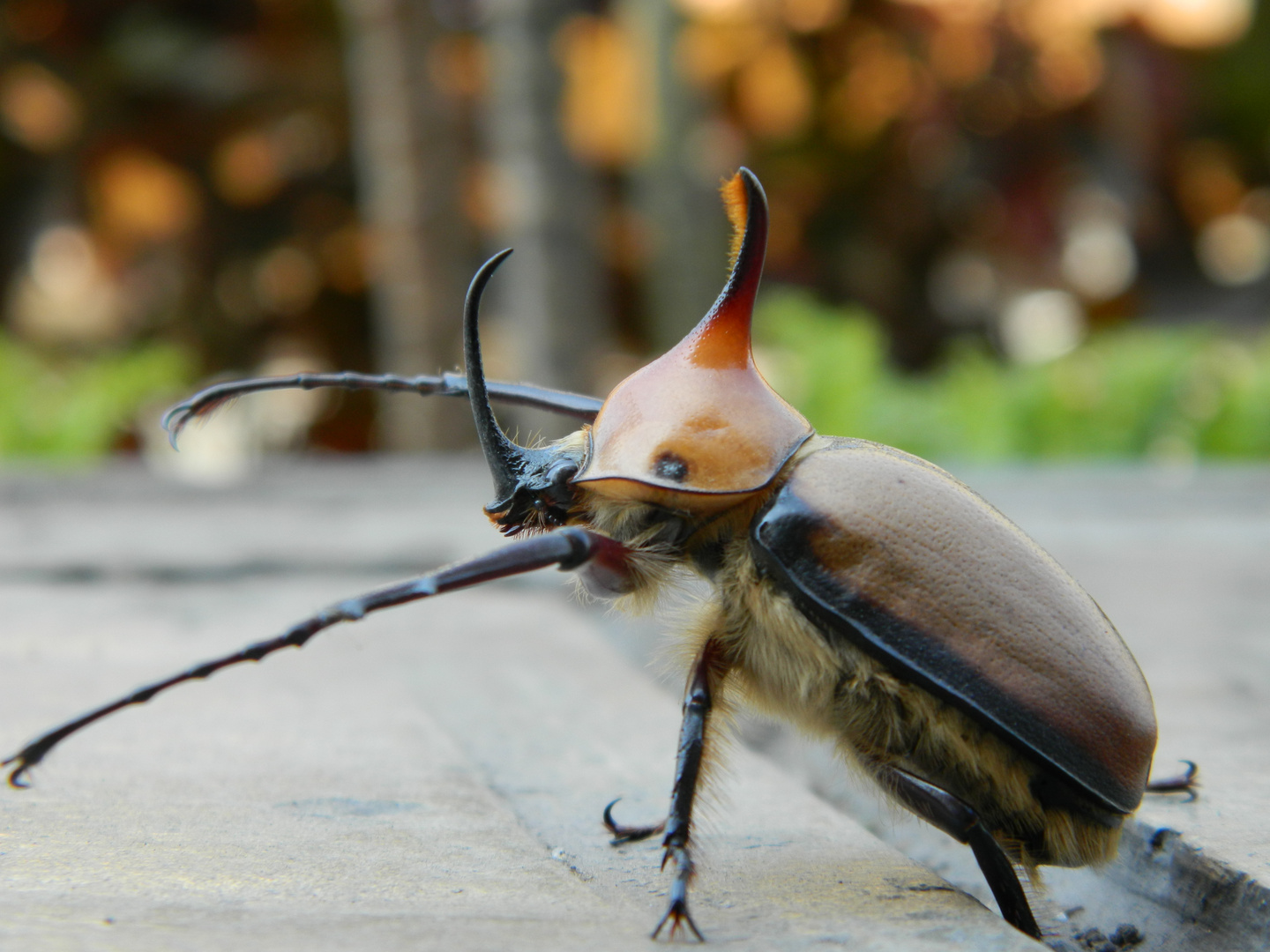 Escarabajo rinoceronte