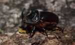 Escarabajo Rinoceronte de vicalme 