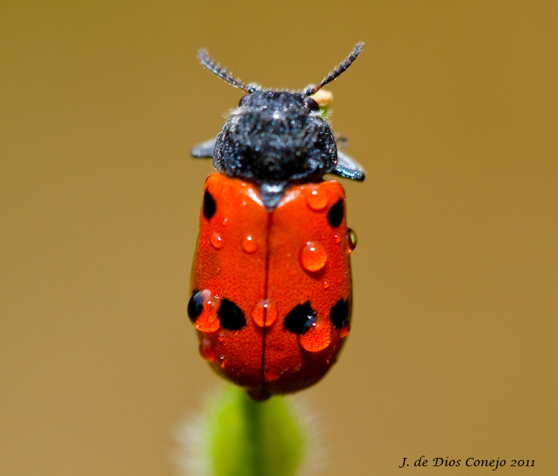 Escarabajo rojo