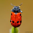 Escarabajo rojo