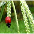 Escarabajo rojo