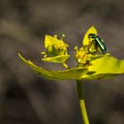 Escarabajo verde