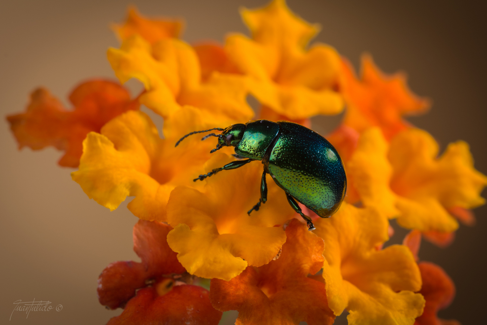 Escarabajo Verde