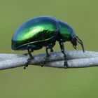 Escarabajo verde-azulado