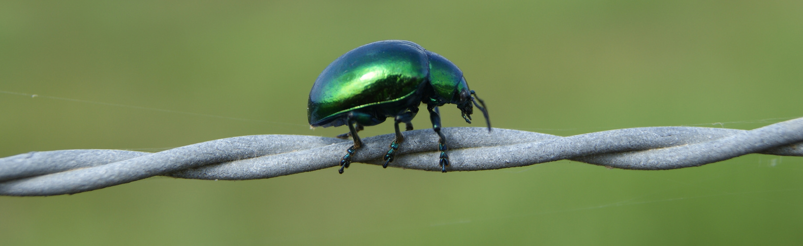 Escarabajo verde-azulado