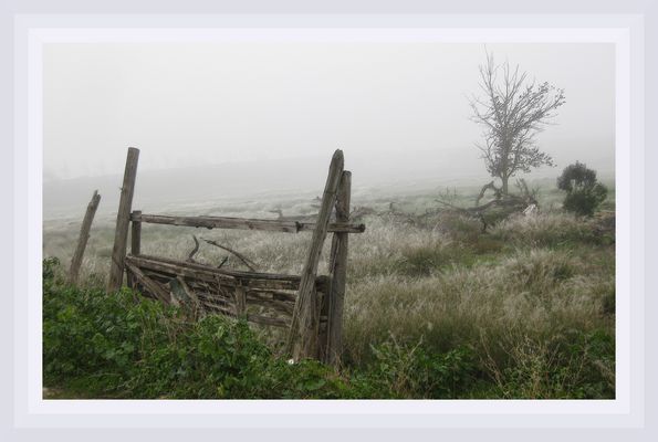 escarcha en el campo