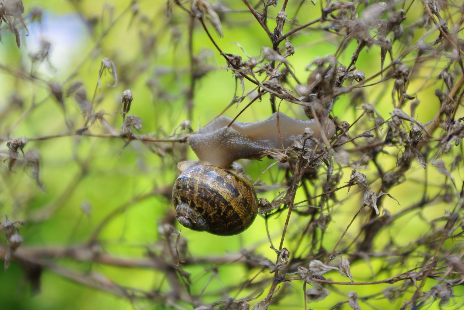 ...Escargot...