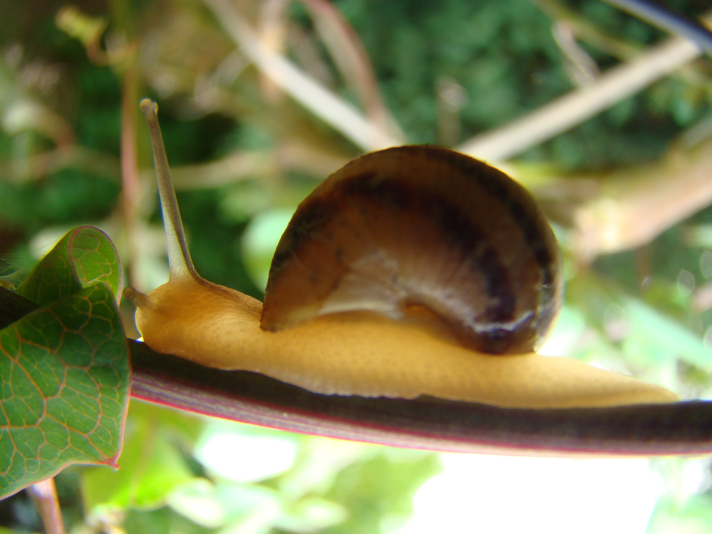 escargot