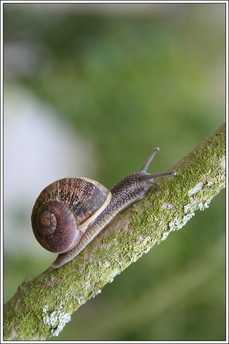 Escargot